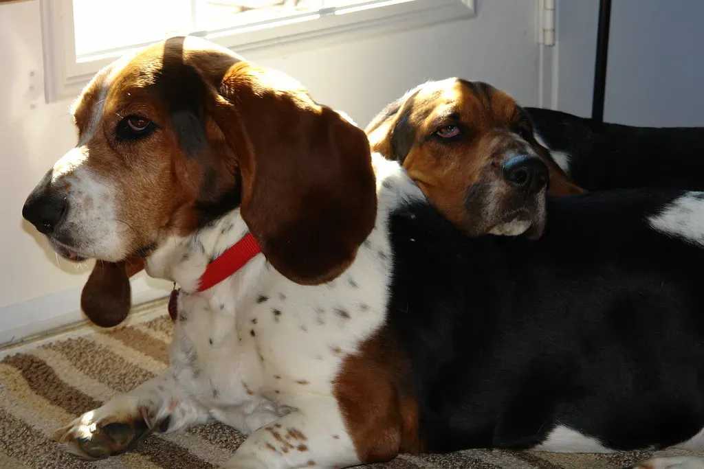 3. Basset Hounds (Image Credits: Flickr)