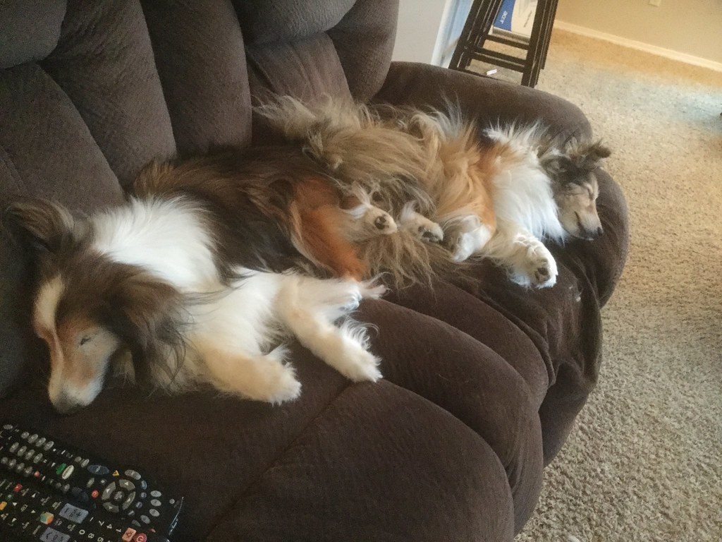 Skipping the Chaos: Already House-Trained and Well-Mannered (Image Credits: Flickr)