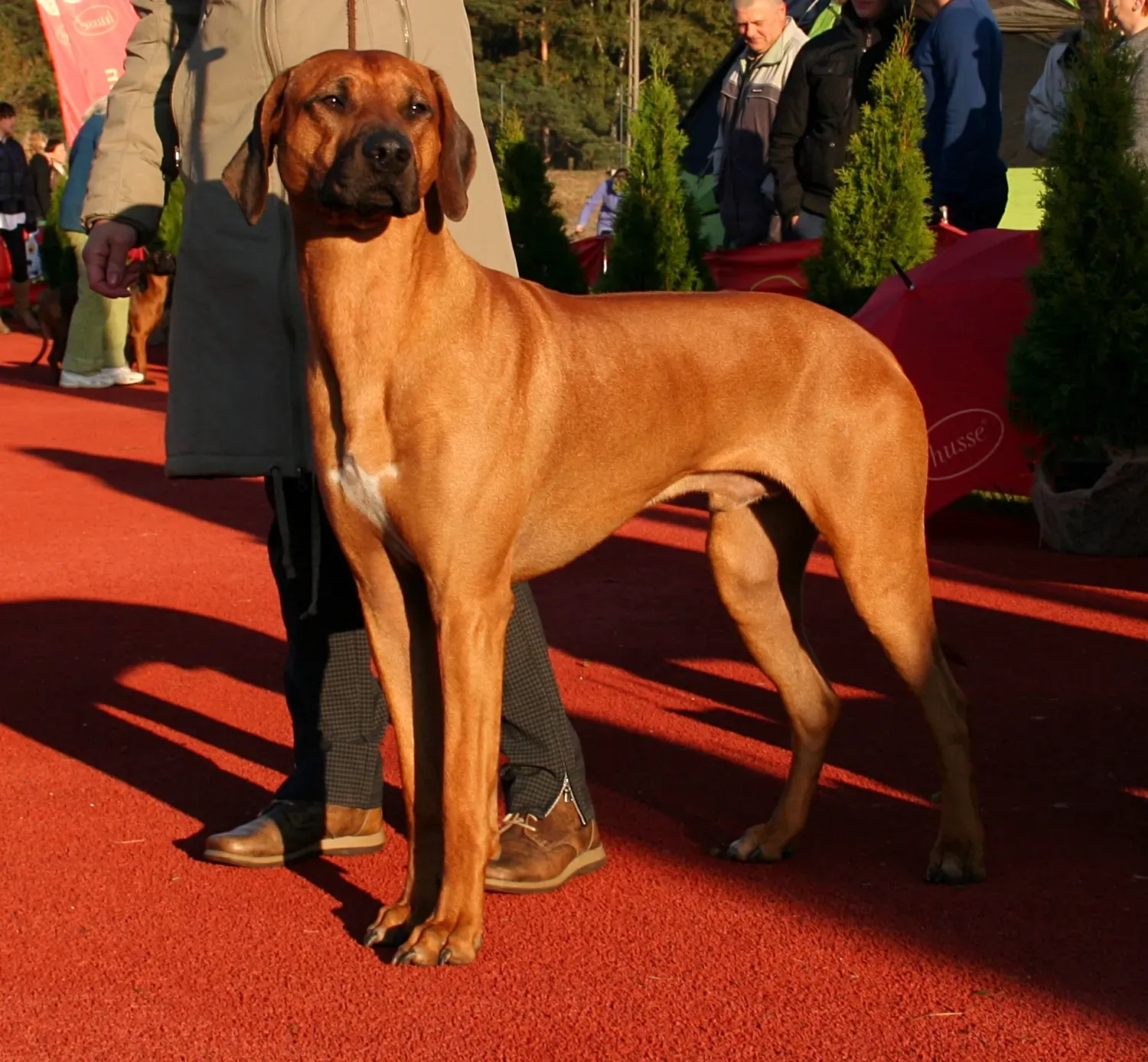 Rhodesian Ridgebacks: Lion Hunters at Heart (Image Credits: Wikimedia)