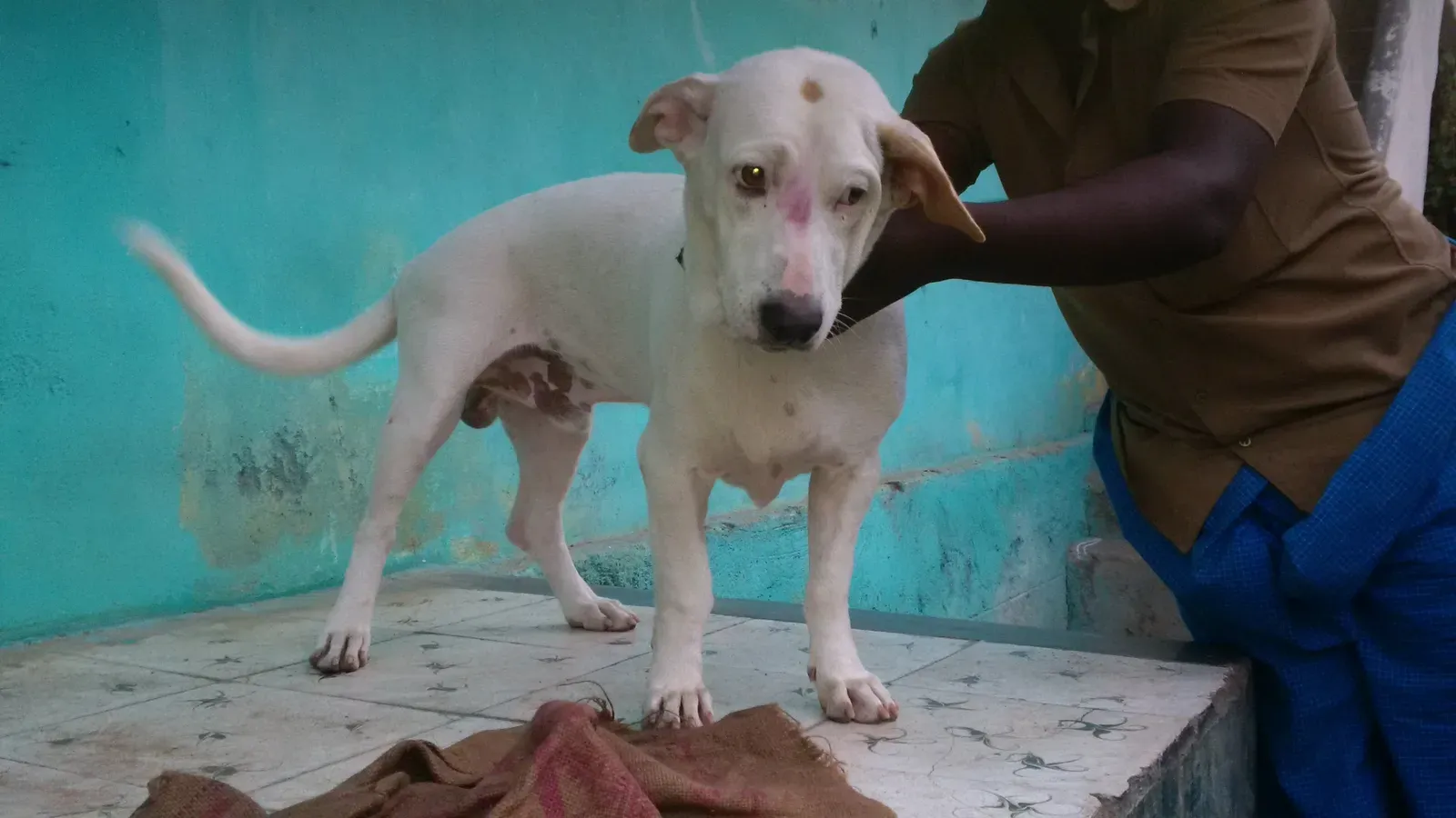 They Look To You During Uncertain Situations (Image Credits: Wikimedia)