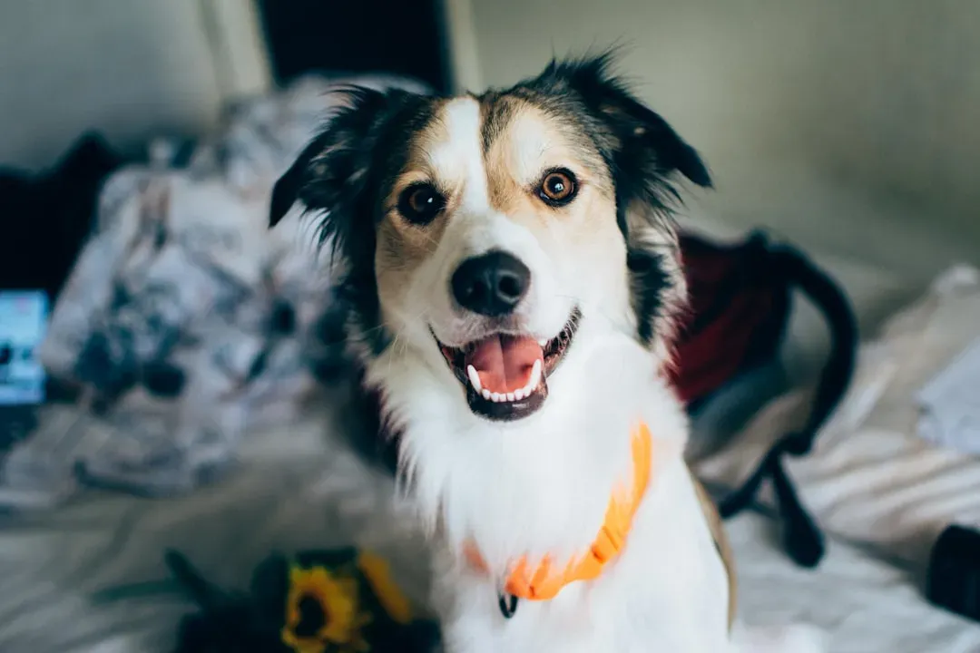 Border Collie: The Intelligent Partner Who Reads Your Mind (Image Credits: Unsplash)