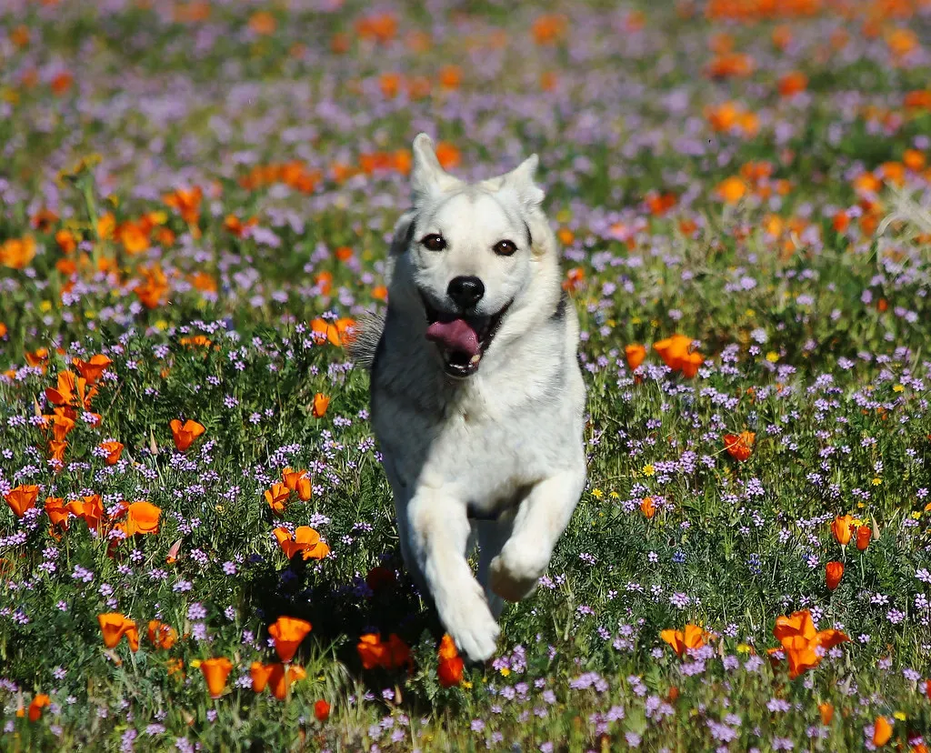 Your Dog Reads Your Whole Vibe, Not Just Your Voice (Rennett Stowe, Flickr, CC BY 2.0)