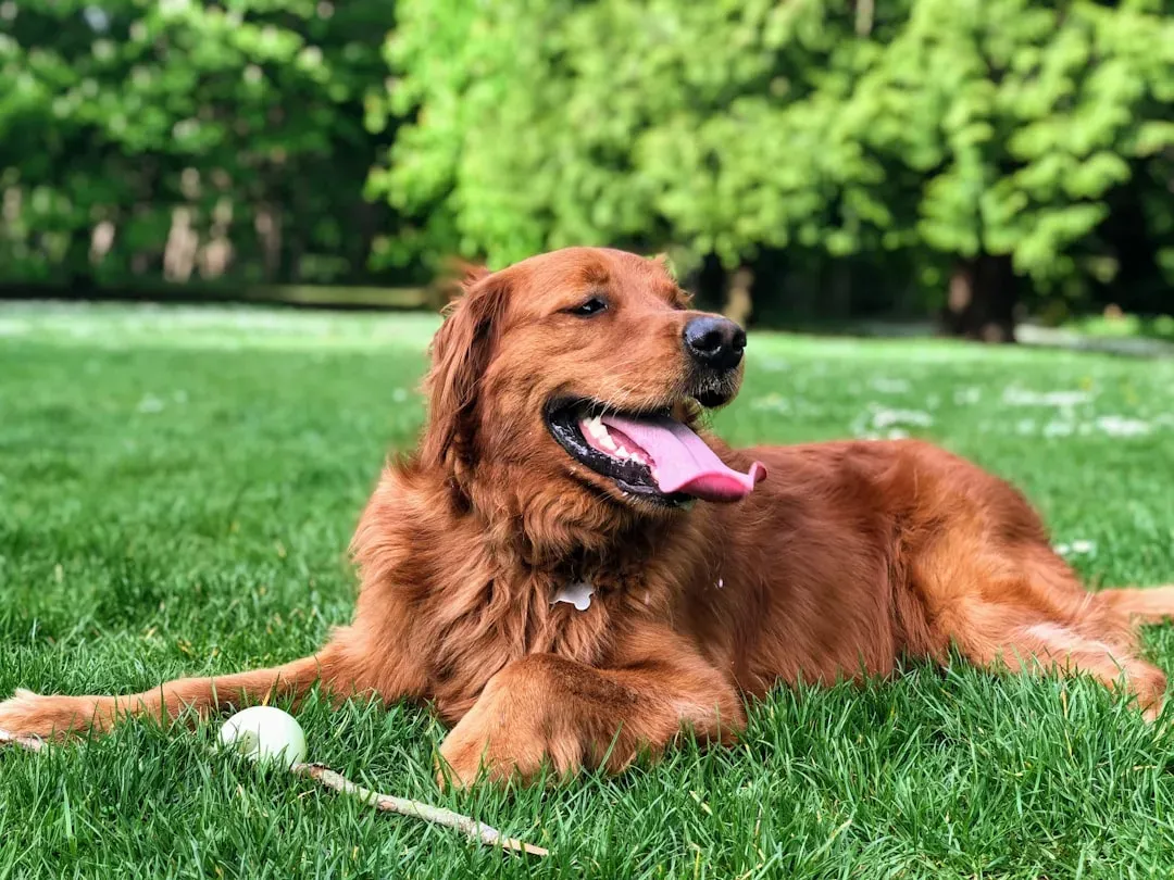 1. Your Dog Gets the Kind of Exercise That Actually Counts (Image Credits: Unsplash)