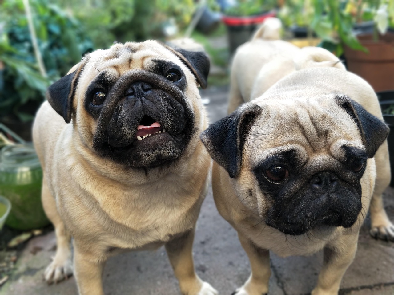 Your Pug Mirrors Your Every Mood (Image Credits: Pixabay)