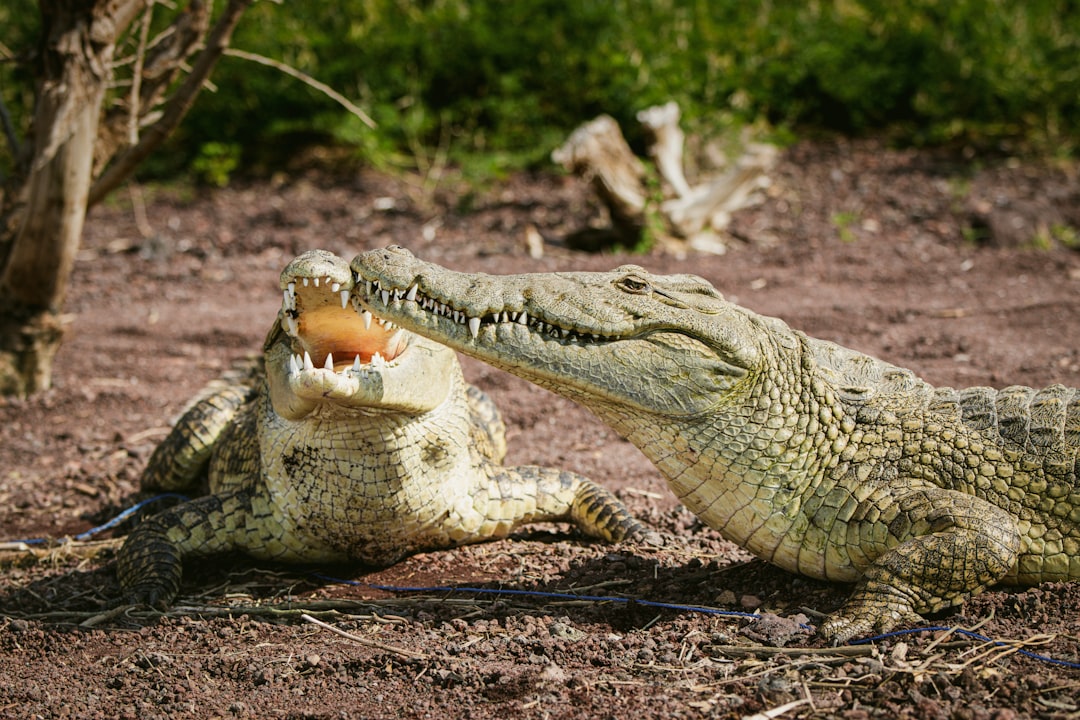 American Alligators: Prehistoric Predators in Modern Backyards (Image Credits: Unsplash)