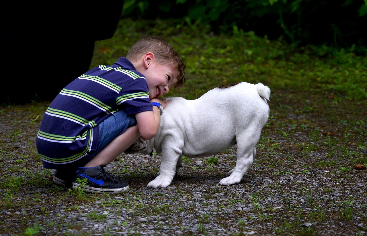 Bulldog: The Gentle Guardian (Image Credits: Pixabay)