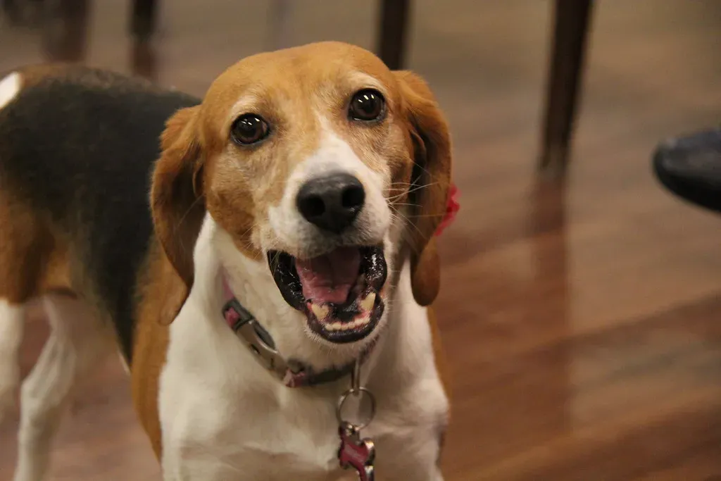 You Get Zero Surprises on Size or Personality (Image Credits: Flickr)