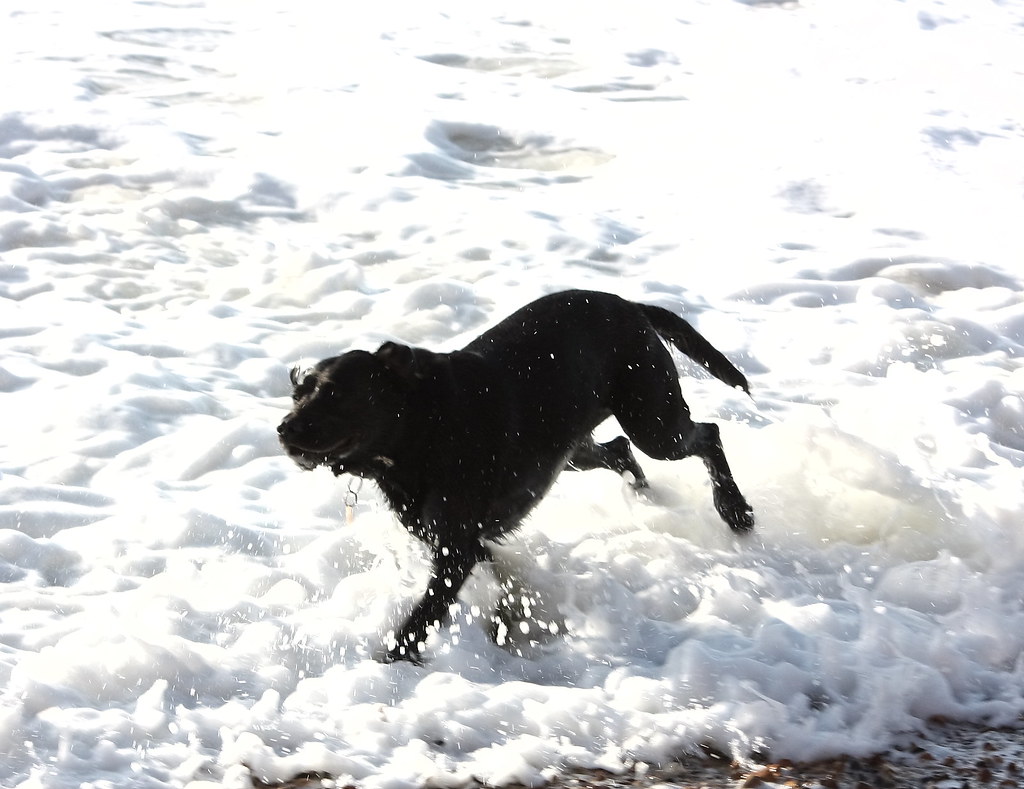 The Cold Water Challenge Brings Out Their Hardy Nature (Image Credits: Flickr)