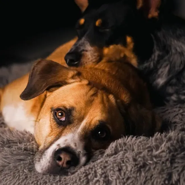 How Owners Can Offer Quiet Support (Image Credits: Pexels)