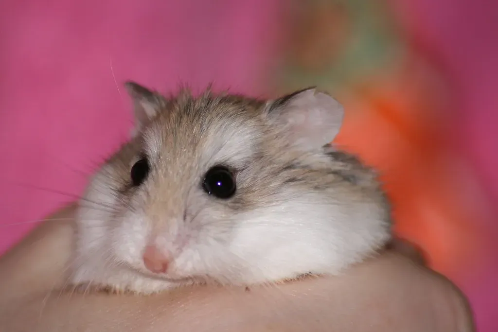 Conclusion: More Than Just Cute – It’s Survival, Comfort, and Personality (necrocake, Flickr, CC BY 2.0)