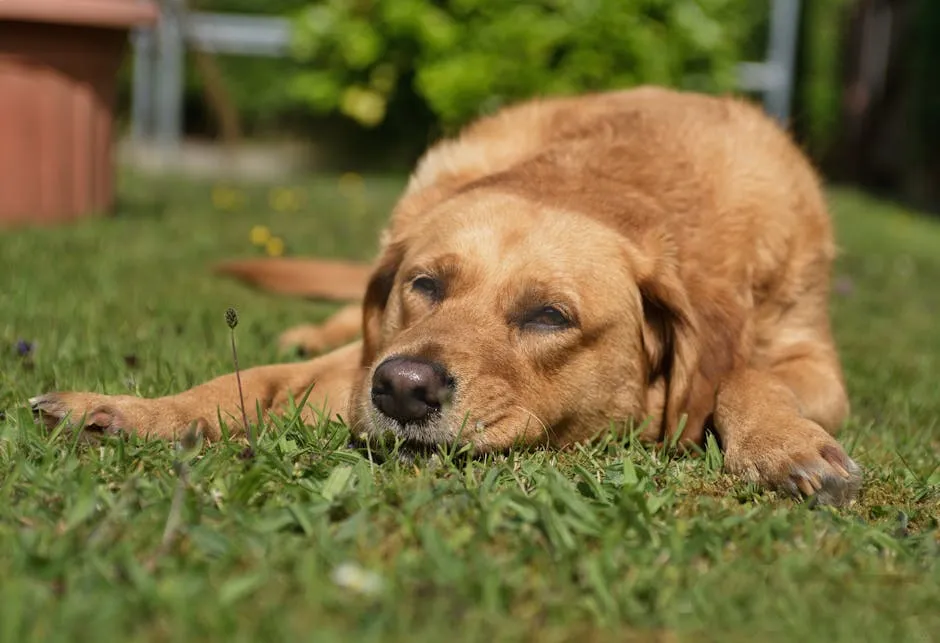 #4. They Whine, Whimper, or Vocalize Softly (Image Credits: Pexels)
