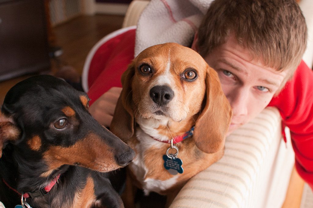 Beagle: The Patient Pack Member (Image Credits: Flickr)