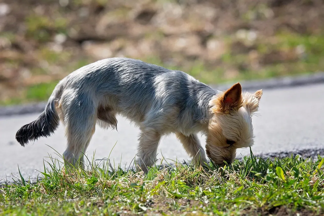What Your Dog Really Needs From You When They’re Lost In A Scent Story (Image Credits: Pixabay)