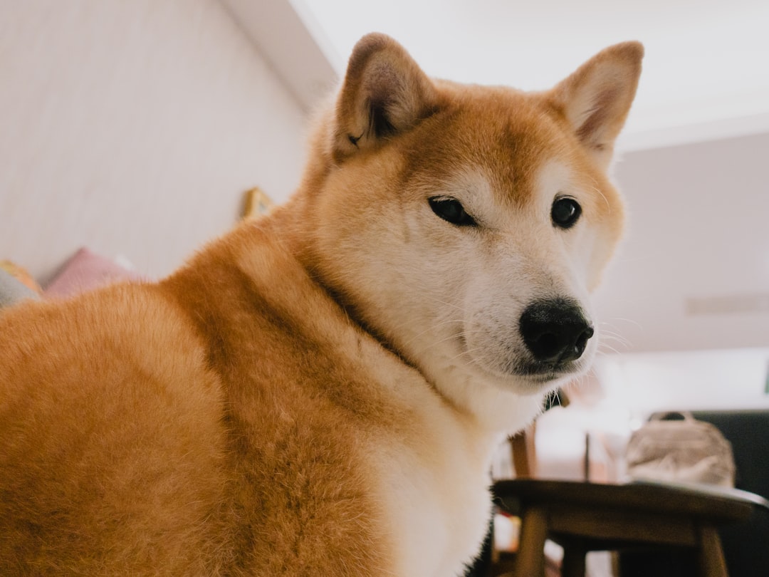 Acorns: Small but Mighty Dangerous (Image Credits: Unsplash)