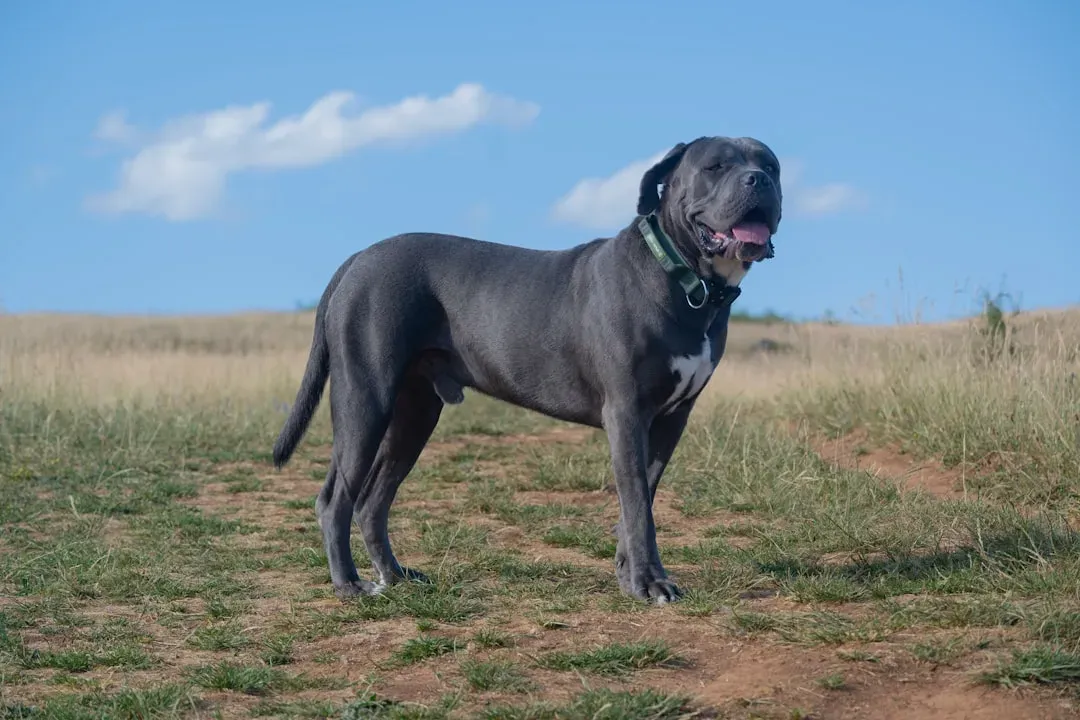 Presas, Cane Corsos, and Other Mastiff-Type Guardians (Image Credits: Unsplash)