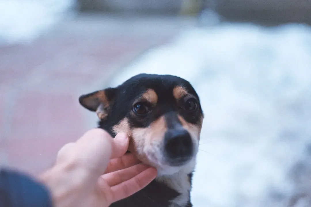 Under the Chin (Image Credits: Unsplash)