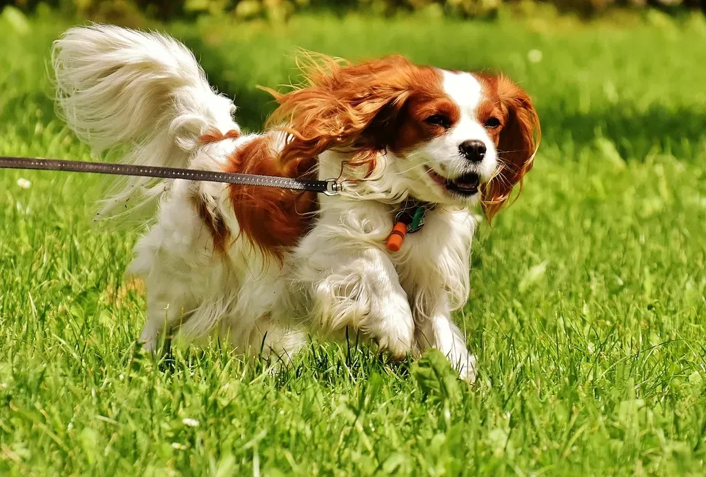 1. Cavalier King Charles Spaniel: The Gentle Soul (Image Credits: Rawpixel)