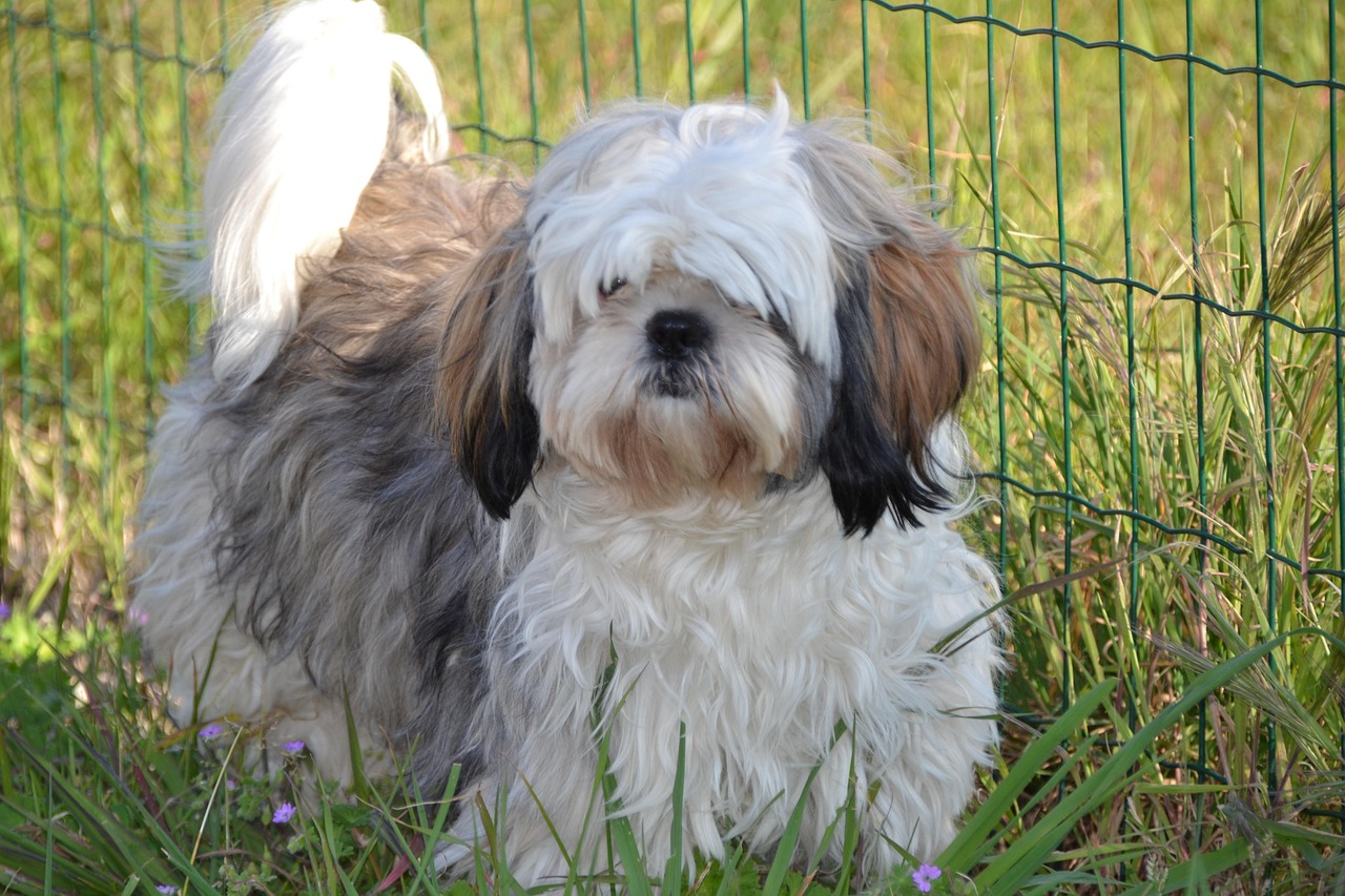 Shih Tzu: The Pampered Princess (Image Credits: Pixabay)