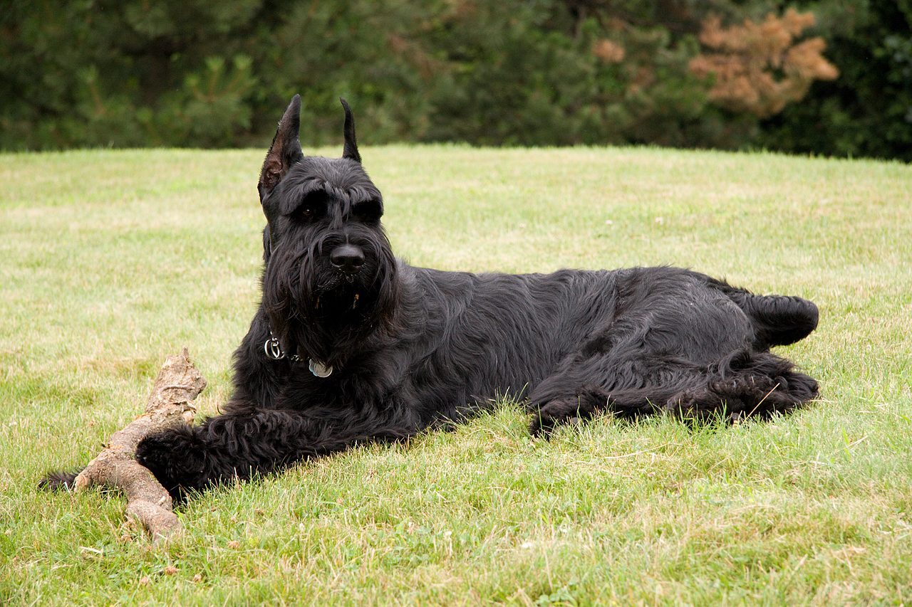 Giant Schnauzers: The Furry Intimidators (Image Credits: Wikimedia)