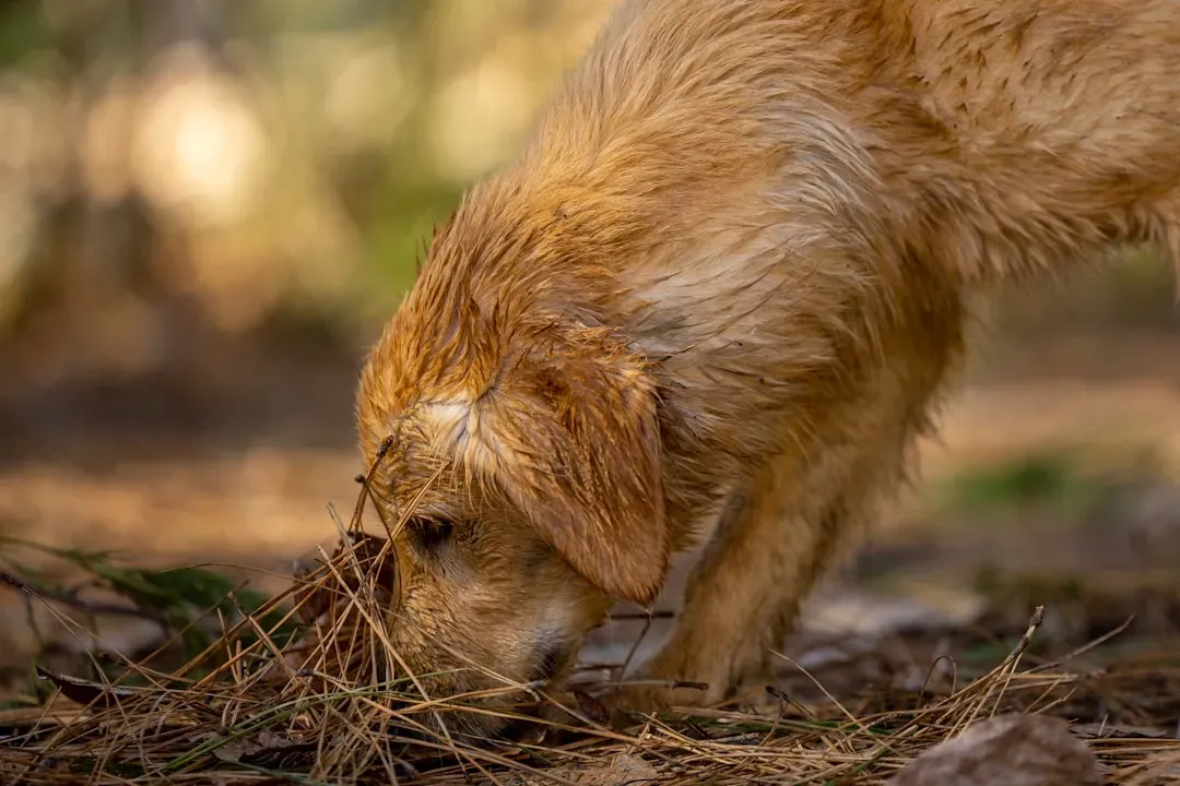 5. Treat Hunt: Scent Work That Tires Them Out Fast (Image Credits: Unsplash)