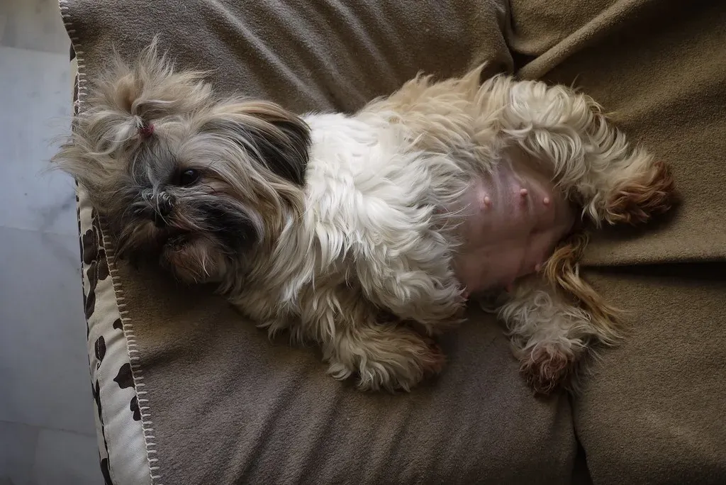 Her Belly Hardens With Contractions (Image Credits: Flickr)