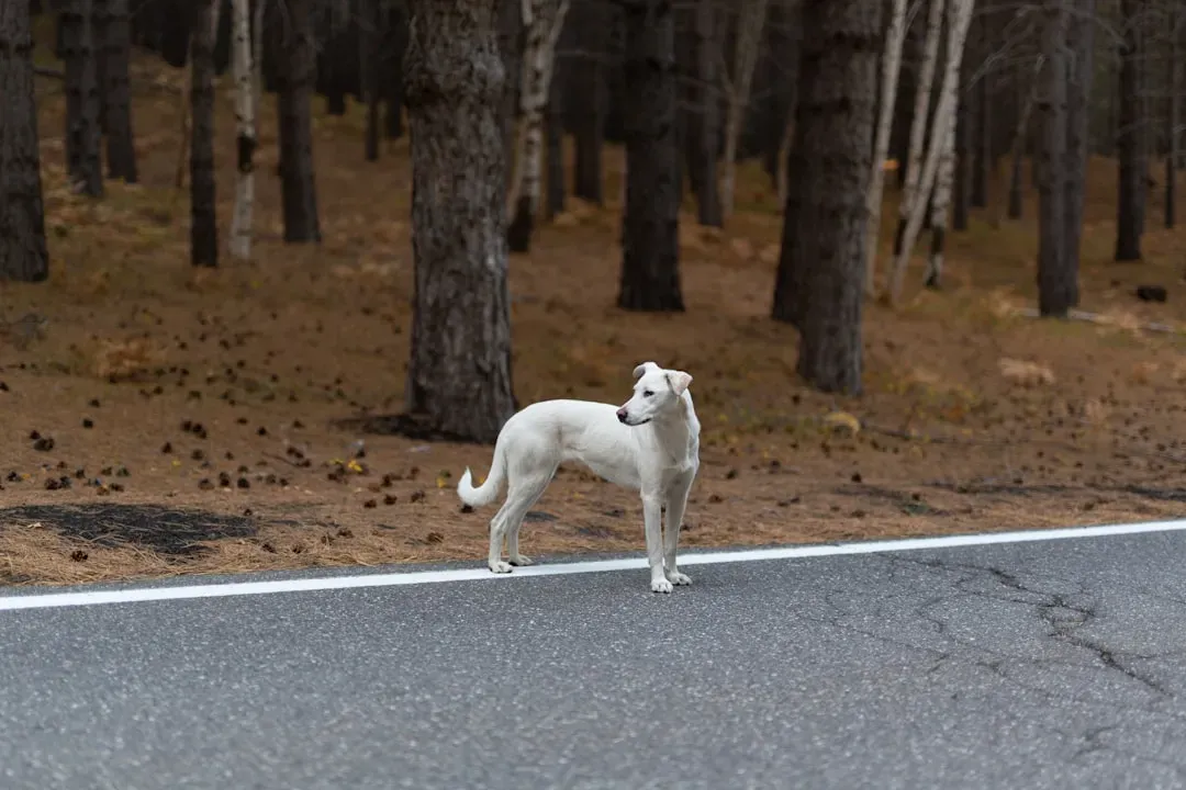 Restless Pacing and Inability to Settle Down (Image Credits: Unsplash)