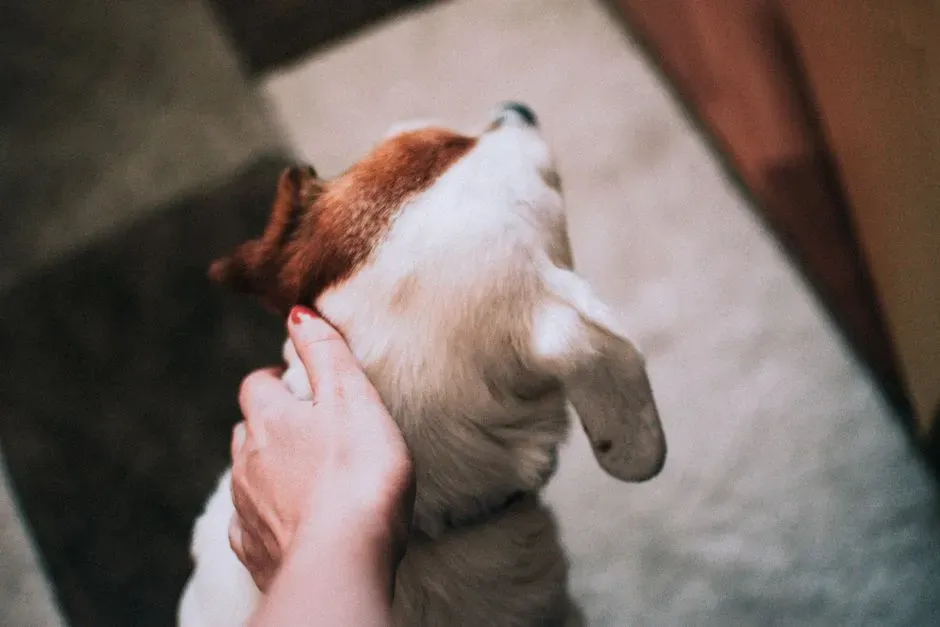 6. Avoiding Touch or Reacting to Being Handled (Image Credits: Pexels)
