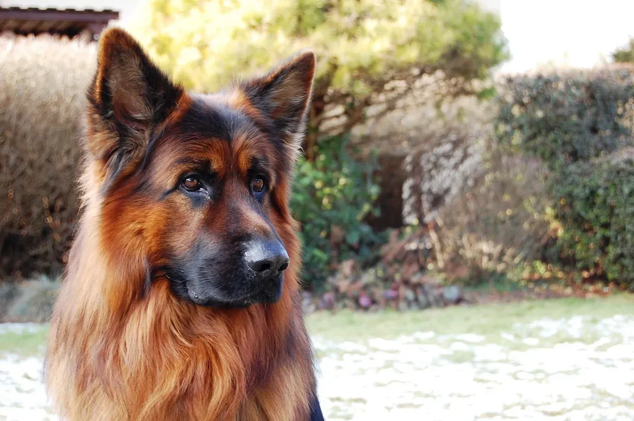 The Piercing Vigilant Stare (Image Credits: Pixabay)