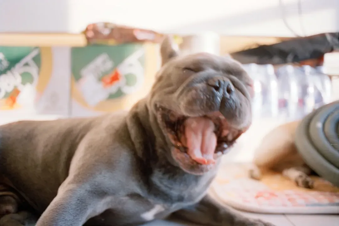 1. Relying on fans like they work the same for dogs as for humans (Image Credits: Unsplash)