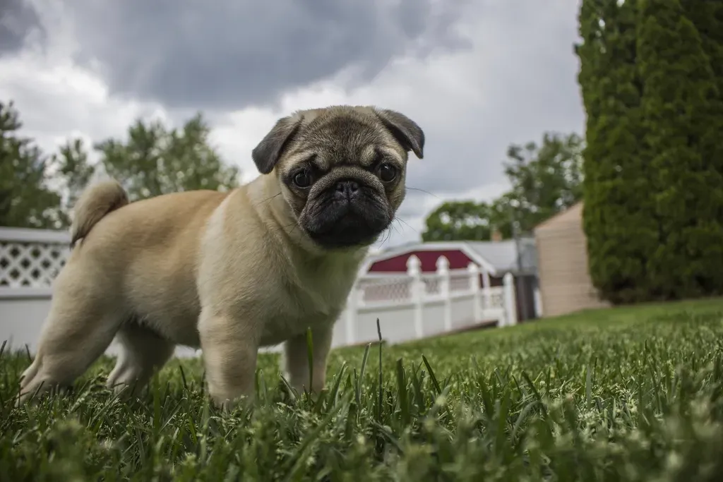 Pug (Image Credits: Rawpixel)