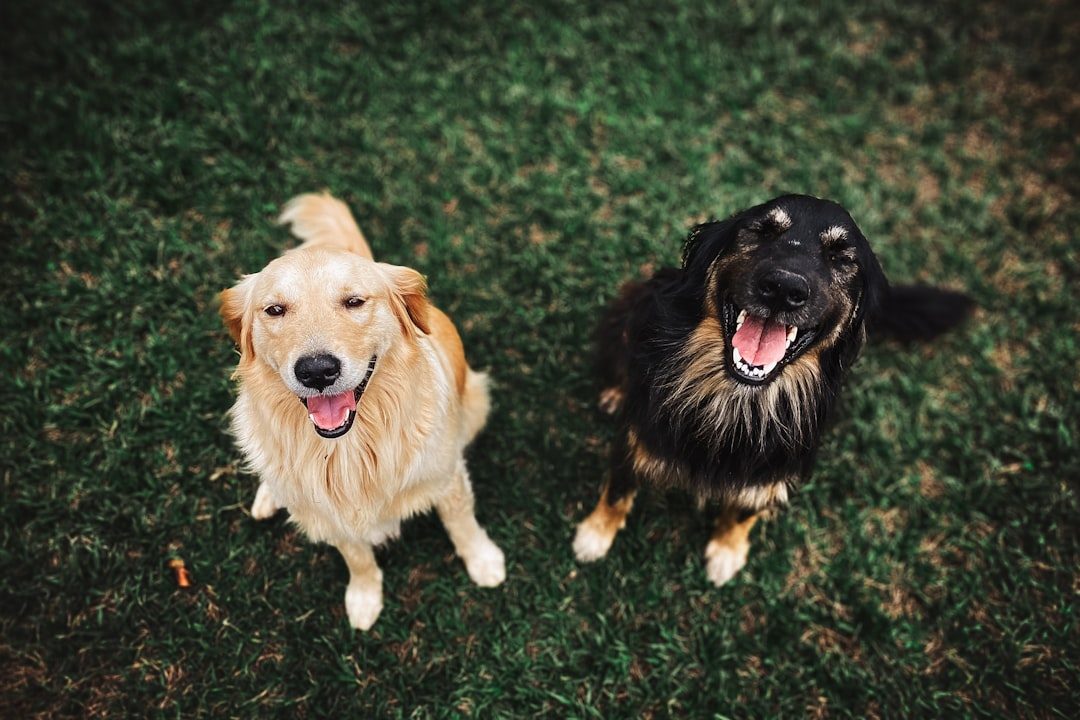 Understanding Why Dogs Get Overexcited Around Visitors (Image Credits: Unsplash)