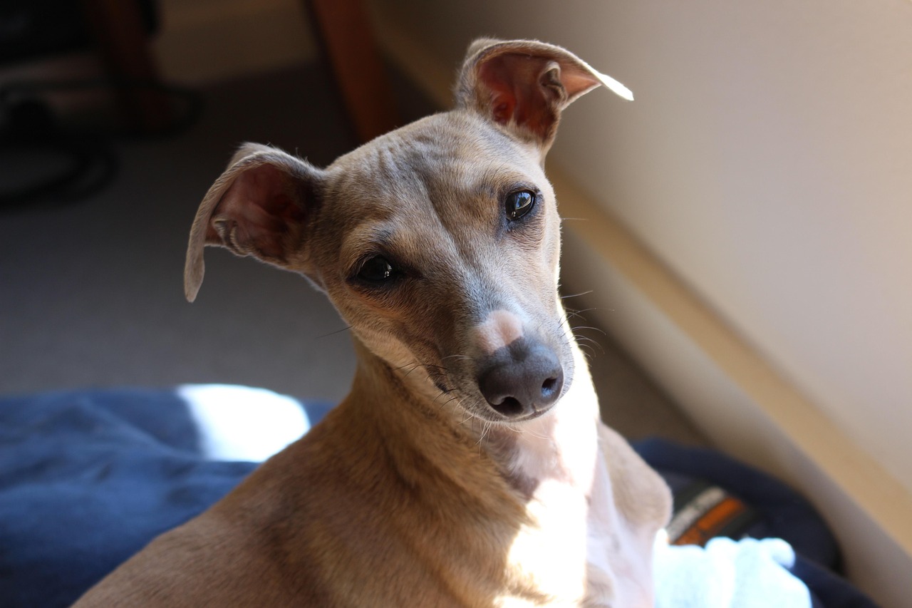 Italian Greyhound: The Elegant Sunbather (Image Credits: Pixabay)