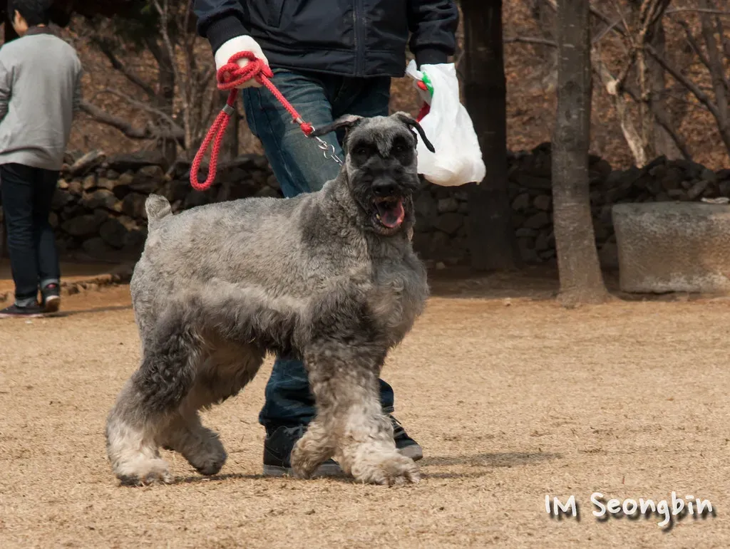 11. Doberman Pinscher's Close Cousin: The Giant Schnauzer (golbenge (골뱅이), Flickr, CC BY-SA 2.0)