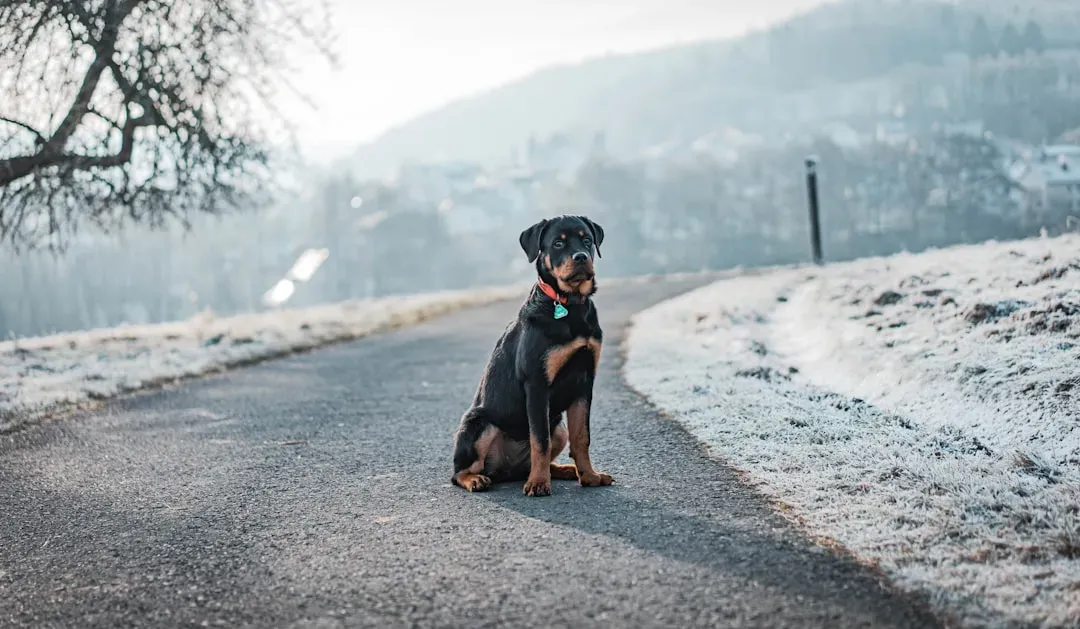 The Difference Between a Playful Pause and a Stress Freeze (Image Credits: Unsplash)