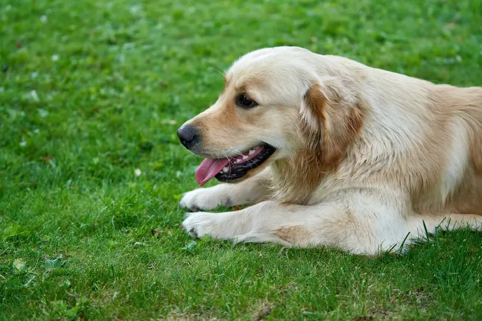 #2. Golden Retriever (Image Credits: Pexels)