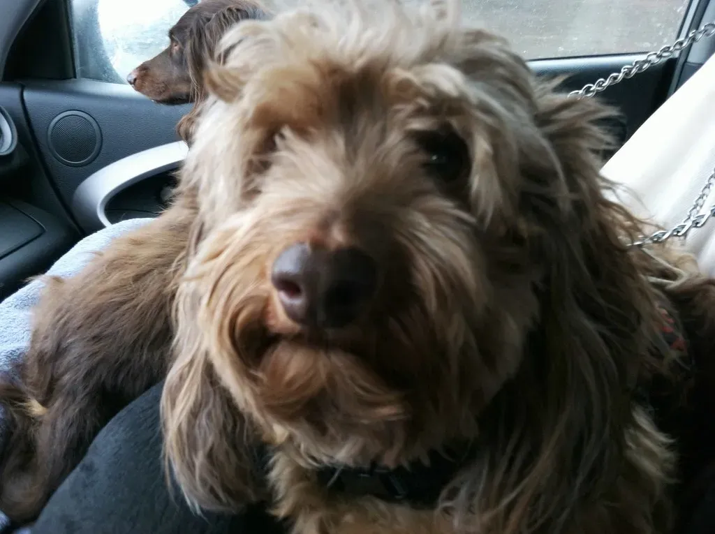 The Attention Seeker: When Your Dog Just Wants You (Image Credits: Flickr)