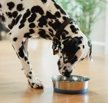 #9 - A Water Bowl in the Bedroom Says More Than You'd Guess (Image Credits: Pexels)