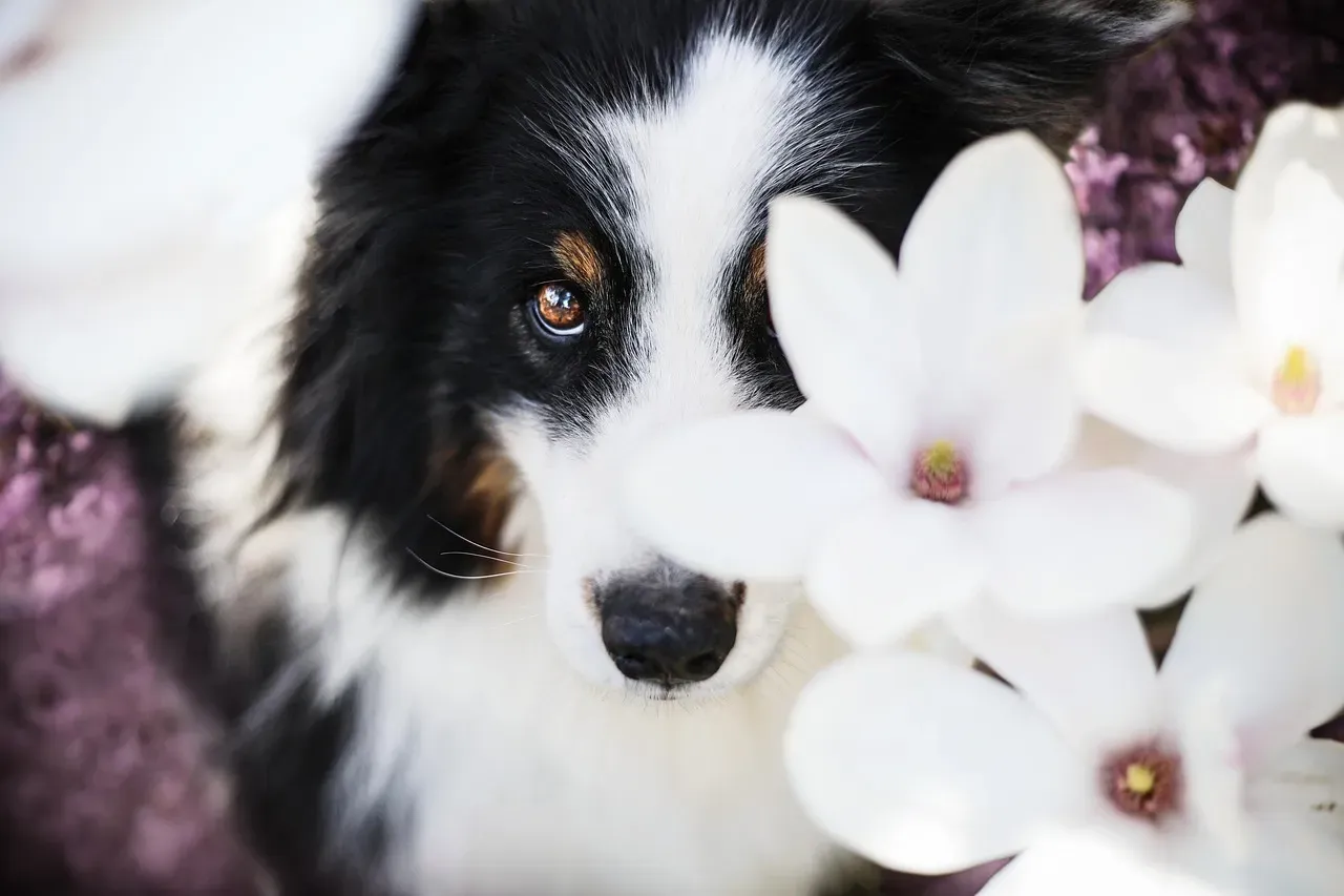 The Rise of Designer Dogs in Popular Culture (Image Credits: Pixabay)