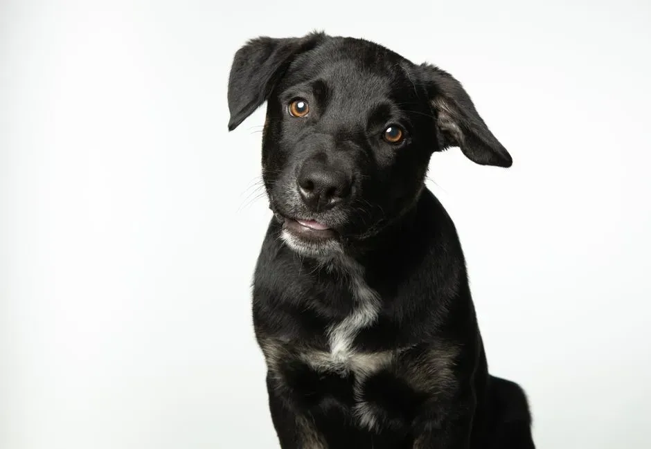 So, Is The Head Tilt Just Cute, Or Something More? (An Opinionated Take) (Image Credits: Pexels)