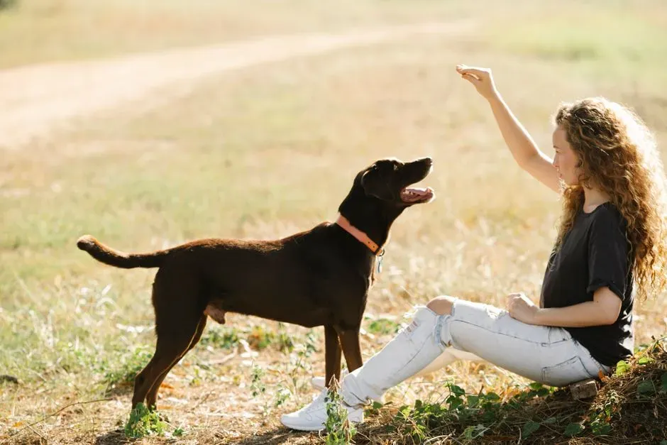 Positive Reinforcement and the Rewiring of Association (Image Credits: Pexels)