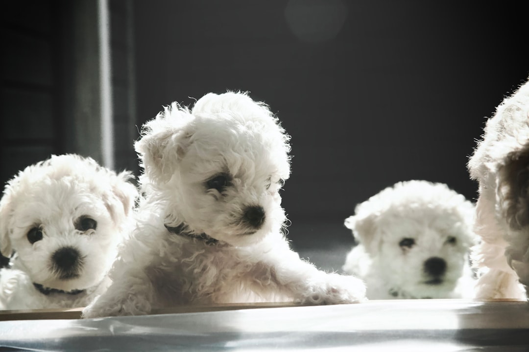 The Fluffy Bichon Frise: Hypoallergenic Happiness (Image Credits: Unsplash)