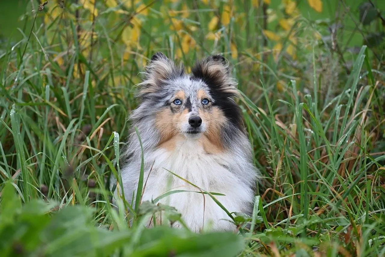 Shetland Sheepdog: The Little Dog With Big Ambition (Image Credits: Pixabay)