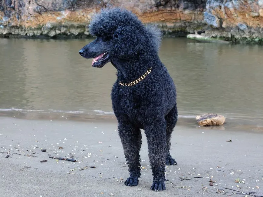 7. Poodle (Standard) – The Intelligent Collaborator With Strong Opinions (Image Credits: Pexels)