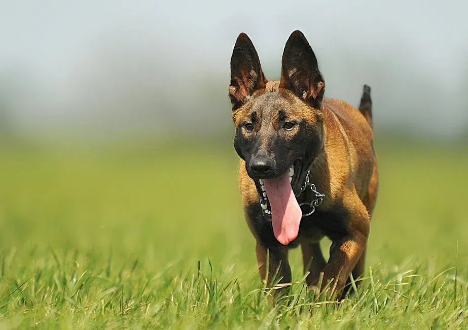 #3 Gemini (May 21 – June 20): Belgian Malinois (Image Credits: Pexels)