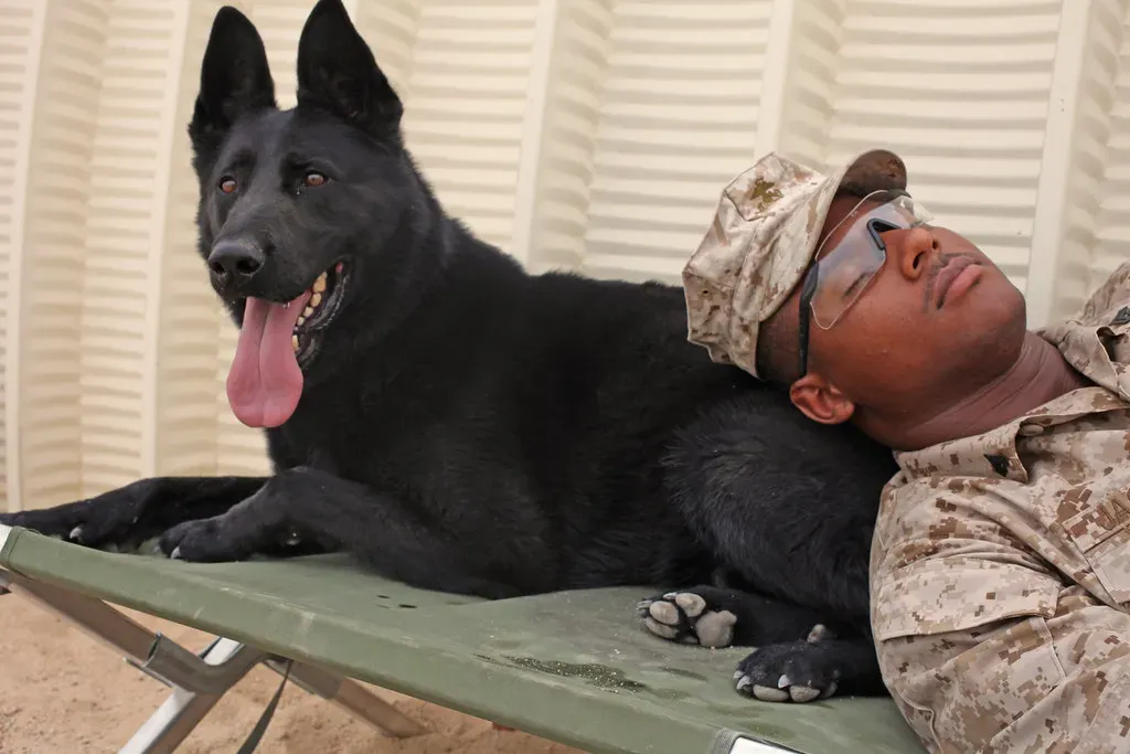 #1. German Shepherd - The Alpha in a Working Suit (DVIDSHUB, Flickr, CC BY 2.0)