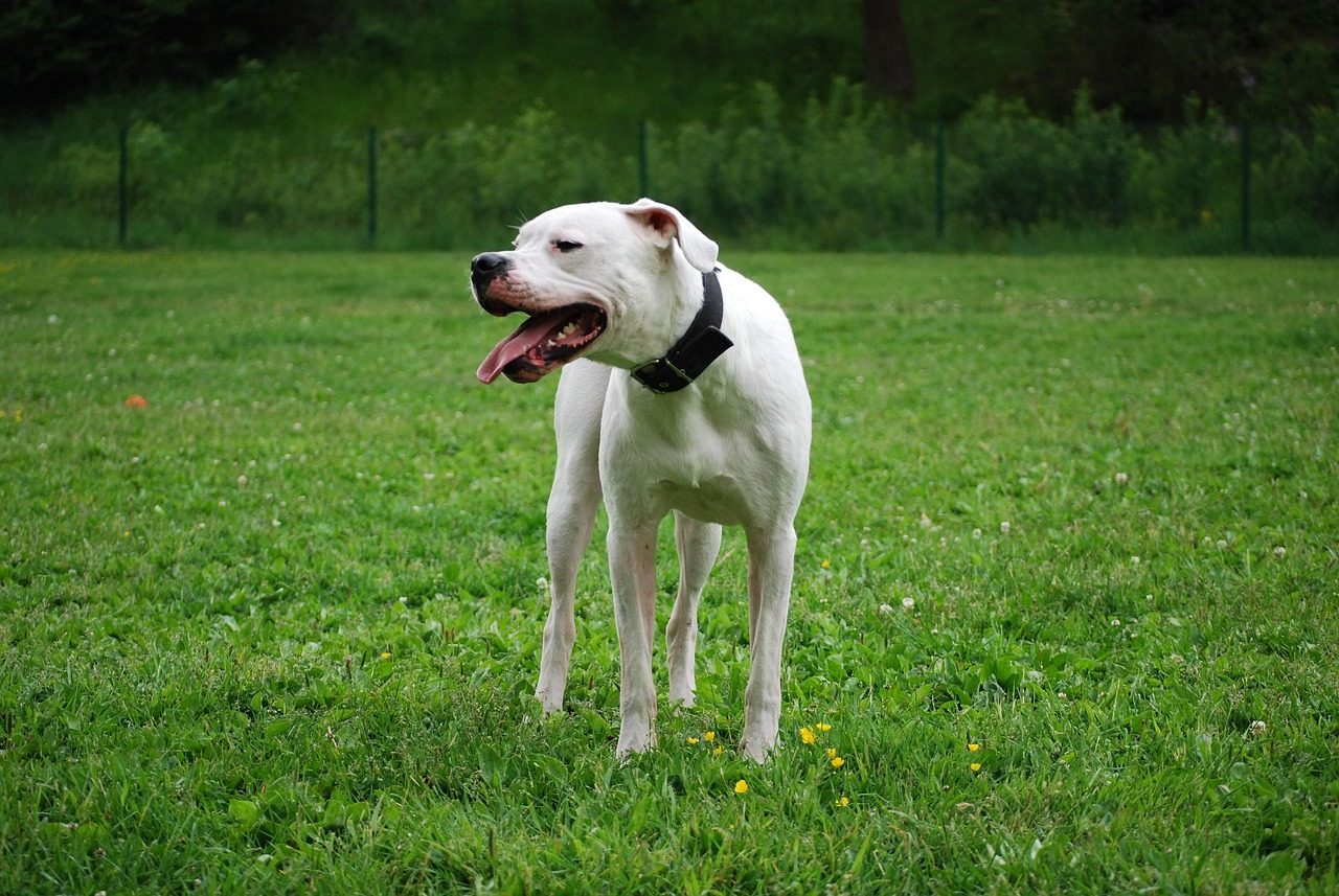 3. Dogo Argentino (Image Credits: Pixabay)