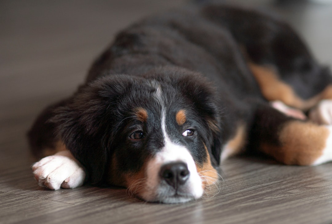 Bernese Mountain Dogs: Beautiful But Brief Lives (Image Credits: Unsplash)