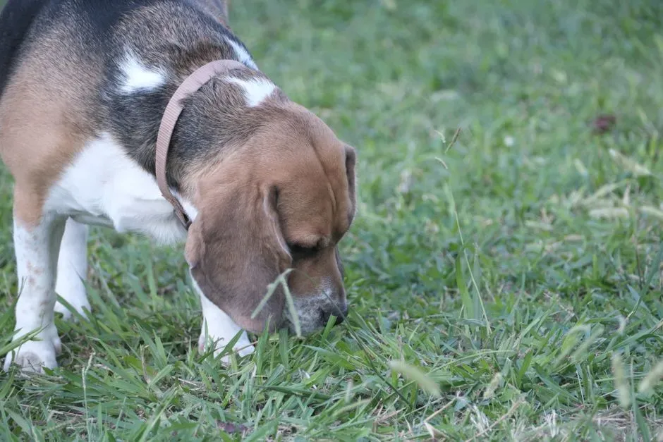 Why Your Dog’s Nose Changes How We Should Train and Enrich Them (Image Credits: Pexels)