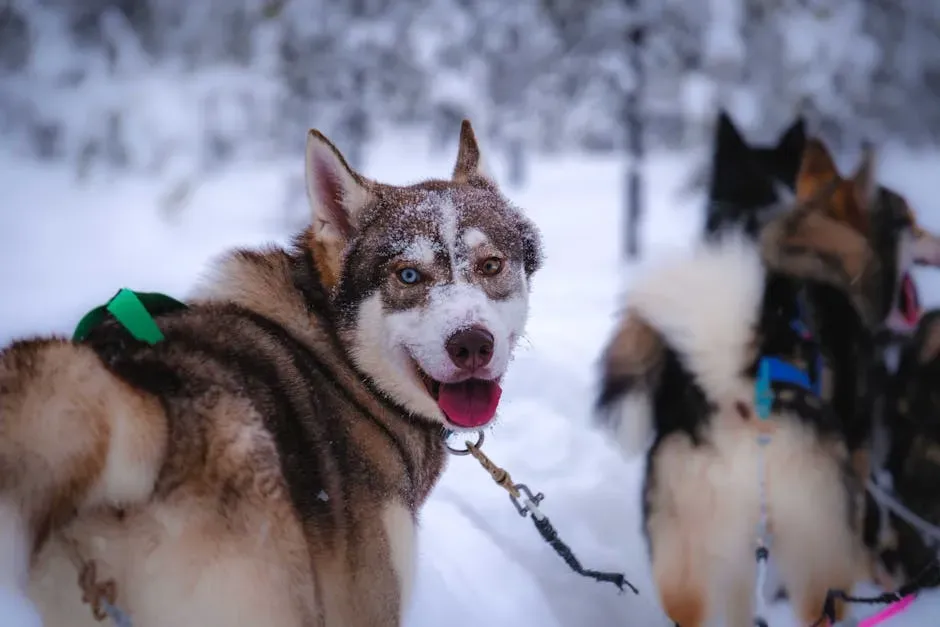 It Goes Back Further Than You Think: The Pack Instinct (Image Credits: Pexels)