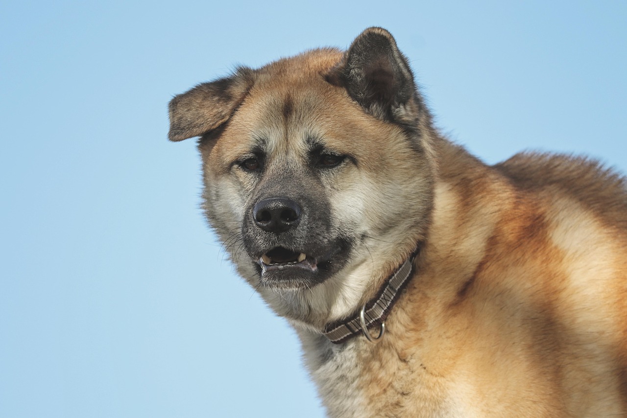 Akita: The Legendary Loyalist (Image Credits: Pixabay)